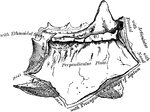 Perpendicular plate of ethmoid, shown by removing the right lateral mass.