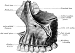 Outer surface of right nasal bone.