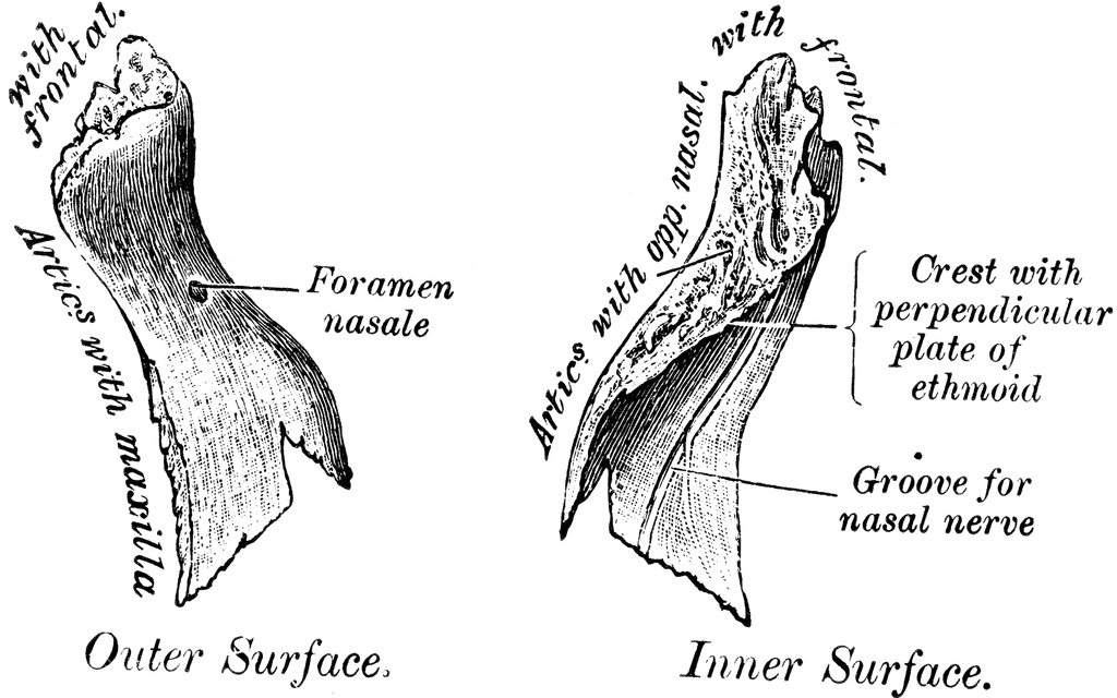 Inner Surface of Nasal Bone | ClipArt ETC