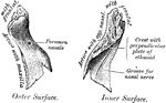 Inner surface of left nasal bone.