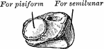 The cuneiform may be distinguished by its pyramidal shape, and by its having an oval, isolated facet for articulation with pisiform bone. It is situated at the upper and inner side of the carpus. Shown is the left cuneiform, showing palmar and lateral surfaces.
