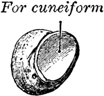 The pisiform may be known by its small size and by its presenting a single articular facet. It is situated on a plane anterior to the other bones of the carpus; it is spheroidal in form, with its long diameter directed vertically. Shown is the left pisiform, showing posterior and lateral surfaces.