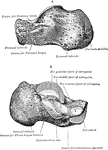 The left calcaneus. A. Posterior external view. B. Anterior internal view.