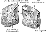 The left internal cuneiform. A. Anterior internal view. B. Posterior external view.