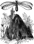 The termite, here showing the winged phase of its life and a termite mound.