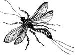 The Ichneumon wasp is a parasitoids, where the larvae feed on another insect until it dies.