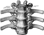 Vertebral column with ligaments, from in front.