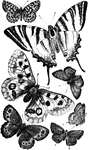 A variety of different species of butterfly (Papilio).