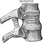 Ribs and corresponding vertebral bodies in their ligaments, viewed from the right.