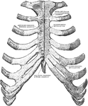Sternum and ribs with ligaments, from in front. In the right half of the figure the most anterior layer has been removed and the joint cavities have been opened; the parts are separated somewhat from one another on the left side.