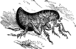 The human flea (Pulex irritans) is a parasitic insect that actually has several hosts despite its name.