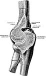 Right elbow joint, cut through at right angles to the axis of trochlea humeri, from the ulnar side.