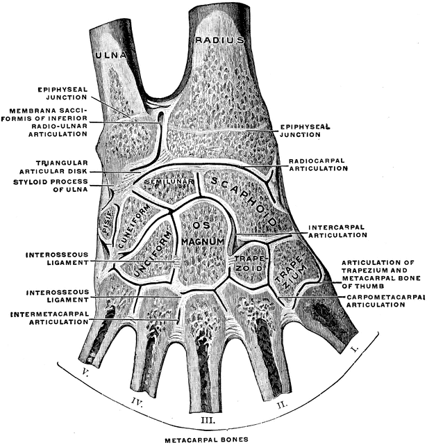 Joints of the Hand | ClipArt ETC
