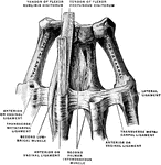 Metacarpal bones and first phalanges of the second to the fifth of the right hand, with ligaments, from the volar surface.