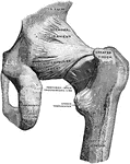 Right hip joint, from behind. The joint capsule, except for strengthening ligaments, has been removed.