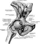 Right hip joint, seen from before