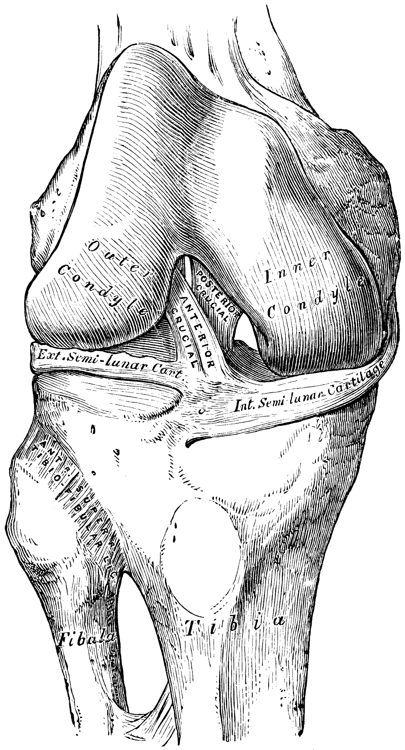 Knee Joint Showing Interior Ligaments | ClipArt ETC