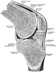 Right knee joint. Sagittal section through the external condyle of the femur. Mesal half of section, from lateral side. The knee is slightly flexed; the joint surfaces have been pulled a little apart.