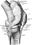 Right knee joint from the lateral surface. The joint cavity and several bursae have been injected with a stiffening medium and then dissected out.