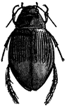 "The most common species of the <em>Dytici</em>, or Water Beetles. They sometimes attack the <em>Hydrophilus Piceus</em>."