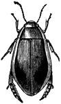 Another insect belonging to the <em>Dytici</em> family, or Water Beetles.