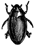"The <em>Gyrinus Striatus</em> is found in the waters of Southern Europe. These insects are all small, not exceeding, as a rule, one fifth of an inch in length."