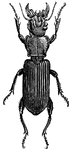 "An Australian insect, of a bright black, which attains to more than an inch and three quarters in length, and whose short, serrated legs enable it to hollow out the ground."