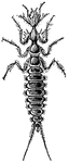 "The innumerable tribe of Harpalidae (or Harpalinae) contains carnivorous beetles of very small size. Hidden under stones, in dry leaves, at the foot of trees, they attack a number of small insects, caterpillars, etc., exterminating a quantity of vermin."