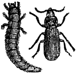 "A blackish-brown insect. The larvae are the well-known meal-worms, which live in flour."