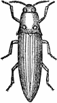 Illustration of a fire-fly commonly found in the West Indies. Its scientific name is Pyrophorus noctilucus.