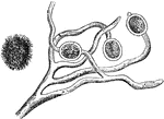 Illustration of a fungus named Atrotogus hydnosporus. "Considered by Berkeley and others to be probably a secondary form of fruit (spores) of the potato-fungus itself." -Watts, 1874