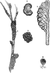 Illustrations depicting a black knot of a plum. "1...represents the general appearance of the black-knot of the plum; 2, a cross-section; 2, an enlarged view of it, showing indentations on the external surface of the conceptacles or perithecia of the fungus; 4, a longitudinal section of the black-knot and branch of a plumtree...5, a typical representation of the perithecia." -Watts, 1874