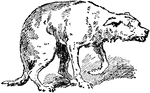 An illustration of a dog with an injured front paw.