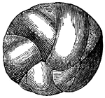 One group will take the spherical form and produce a shell in the shape of the nautilus. In this case, the shell is spiral, with the chamber equilateral, with a larger and smaller side.