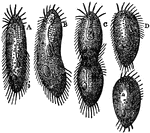 "The singular phenomenon of spontaneous division may be witnessed by any one having patience to examine the creature long enough under the microscope, isolated from its innumerable companions. This process is represented here, A and B being the adult, C the same in course of separation, D after its completion."