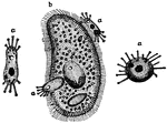 In this image, (a) represents the parasites in the various stages of development, and (b), the larger animalcule on which they have established themselves.