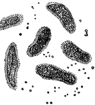 "Paramecium Bursaria is the only species of Paramecium that forms symbiotic relationships with algae, and are often used in biology classrooms as examples of protozoans, and as examples of symbiosis."