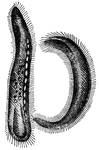 Related to the Paramecians. These are remarkable for their size and voracity; they sometimes attain the length of a twelfth of an inch.