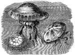 "These fragile creatures are able to make long voyages on the surface of the sea. Their nature is such that they are required to keep constantly moving in order to sustain themselves in the fluid which they inhabit. There is a double movement of their light skeletons, which may be compared to the action of respiration in the human hest."
