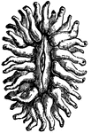 "In the subfamily of the Zoanthidae, the polyps occur in clusters, and are multiplied by buds, rising from a common, creeping, root-like, fleshy base. This species possesses the power of considerably altering its shape; sometimes the mouth is depressed, and at others it is elevated into an obtuse cone."