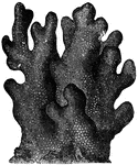 "The polyp of the <em>Porites</em> is an animal somewhat pitcher-shaped, with twelve short tentacula, having unequal polygonal cells, imperfectly defined, slightly radiating by thread-like, pointed rays. Externally it presents the figure of an irregular trelliswork, more or less loosely connected in its meshes."