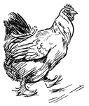 The chicken is a domesticated fowl which is commonly used from its meat and eggs.