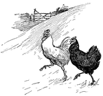 An illustration of two hens walking through a field.