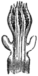 "The <em>Tubipora</em> is a calcareous coral, formed by the combination of distinct, regularly arranged tubes, connected together at regular distances by lamellar expansions of the same material." This figure shows a close-up of the polyp.