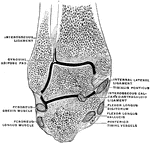 Coronal section through the ankle joint and the calcaneo-astragaloid articulation.