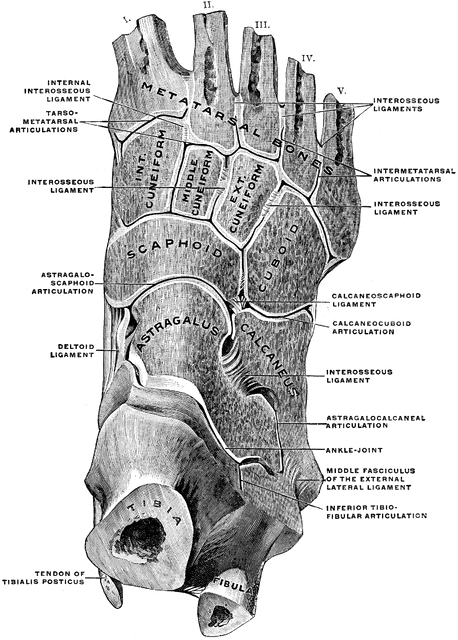 Joints of the Foot | ClipArt ETC