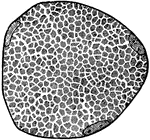 Section of a muscle fiber, showing areas of Cohnheim. three nuclei are seen lying close to the sarcolemma.