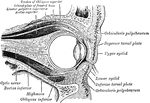 Sagittal section of the left orbital cavity.