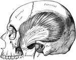 The temporal muscle is a broad muscle situated at the side of the head and occupying the entire extent of the temporal fossa. Shown is the temporal muscle, the zygoma and Masseter removed.