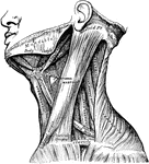 Muscles of the neck.